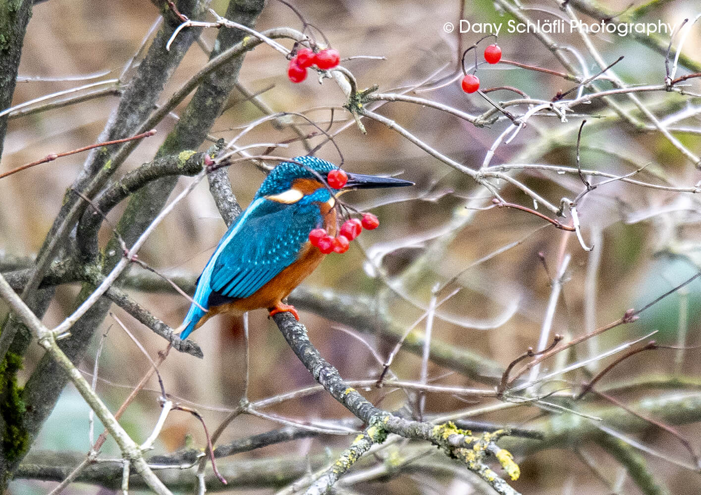 Eisvogel