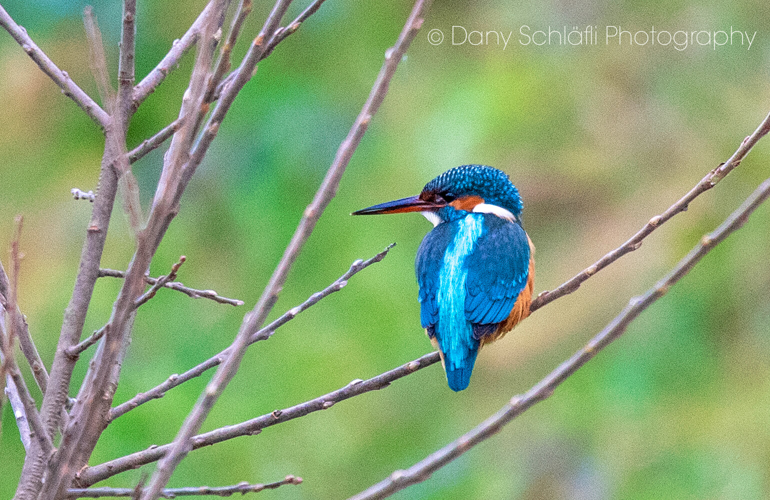 Eisvogel