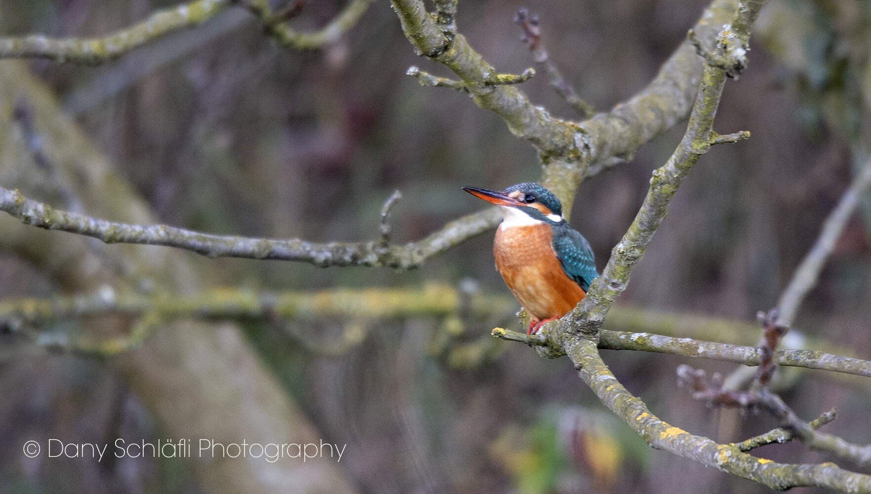 Eisvogel