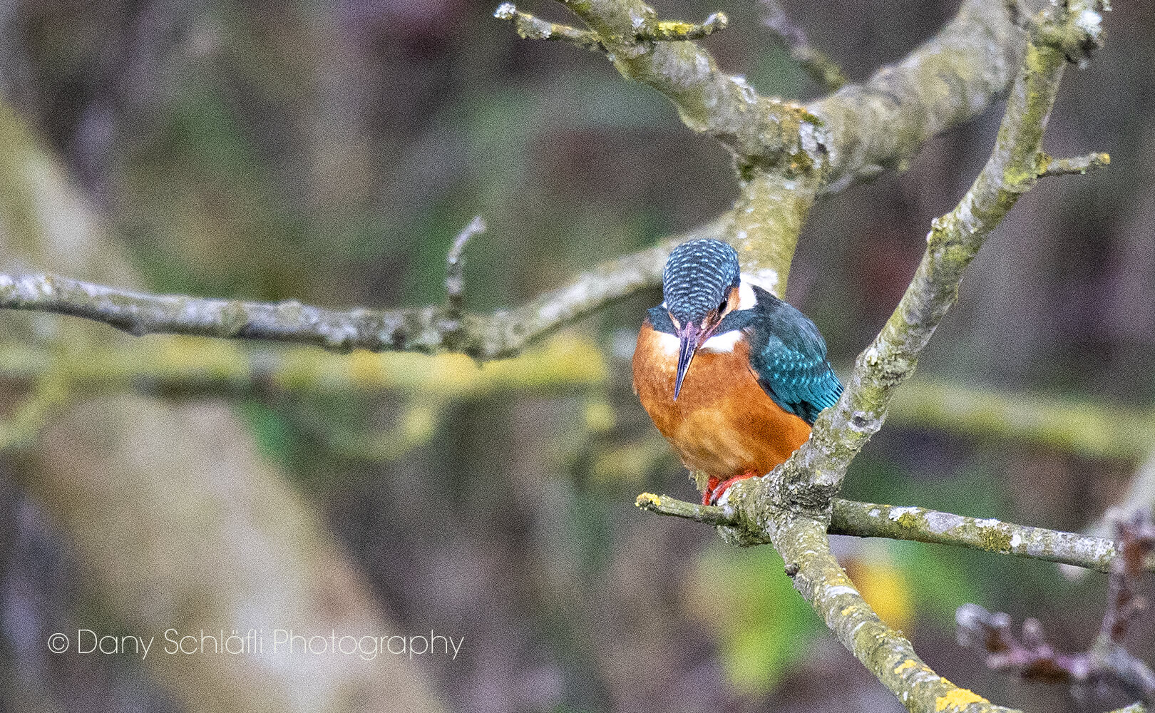 Eisvogel