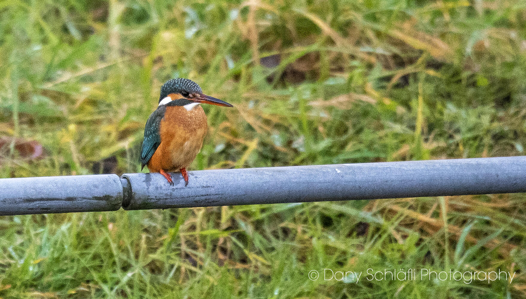 Eisvogel