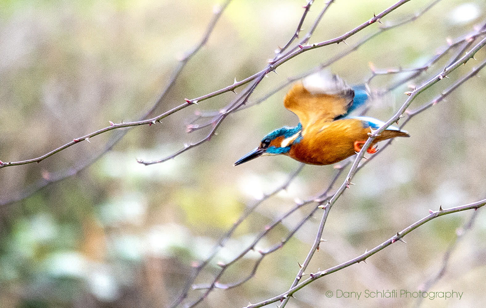 Eisvogel