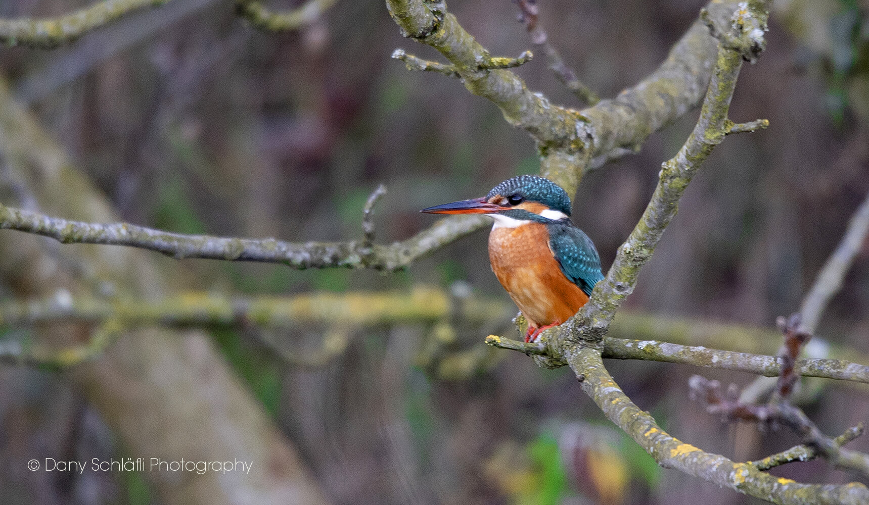 Eisvogel