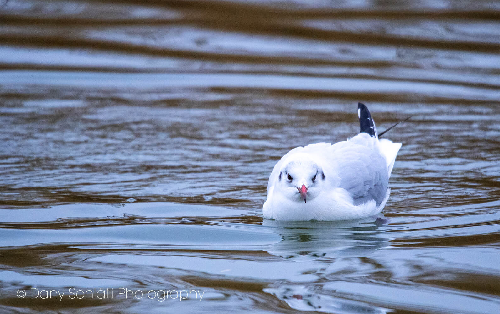 auf dem Wasser