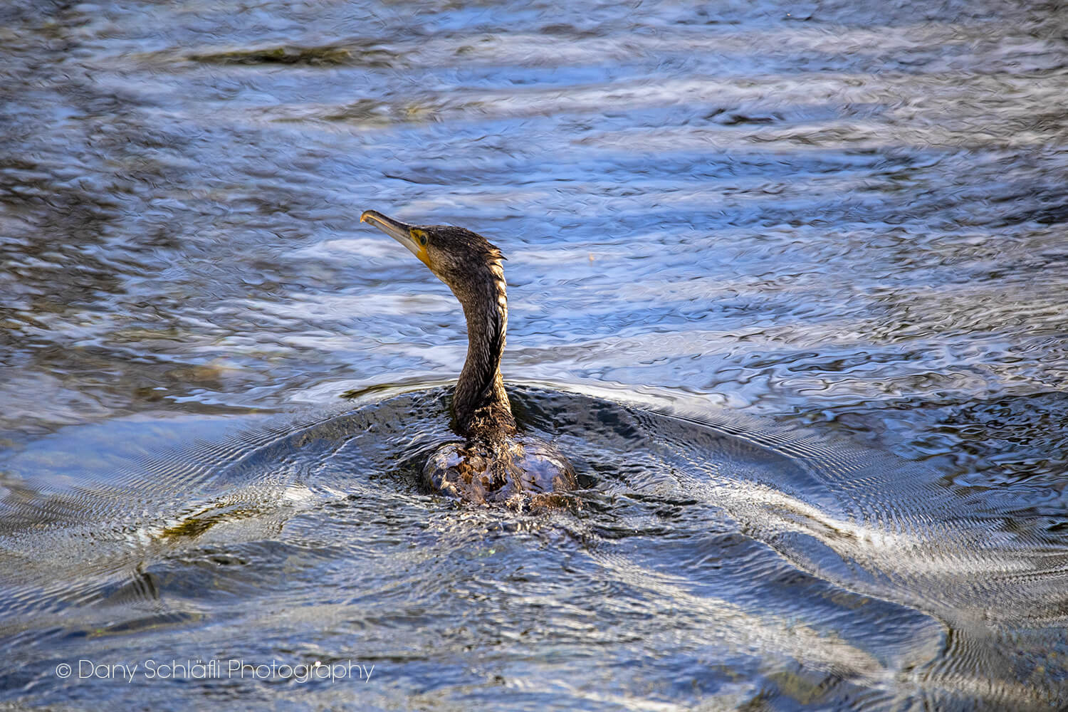 auf dem Wasser