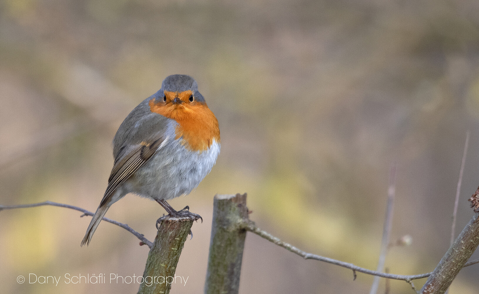 einheimischer Vogel