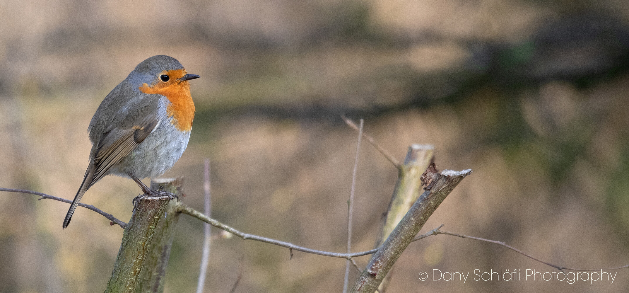 einheimischer Vogel