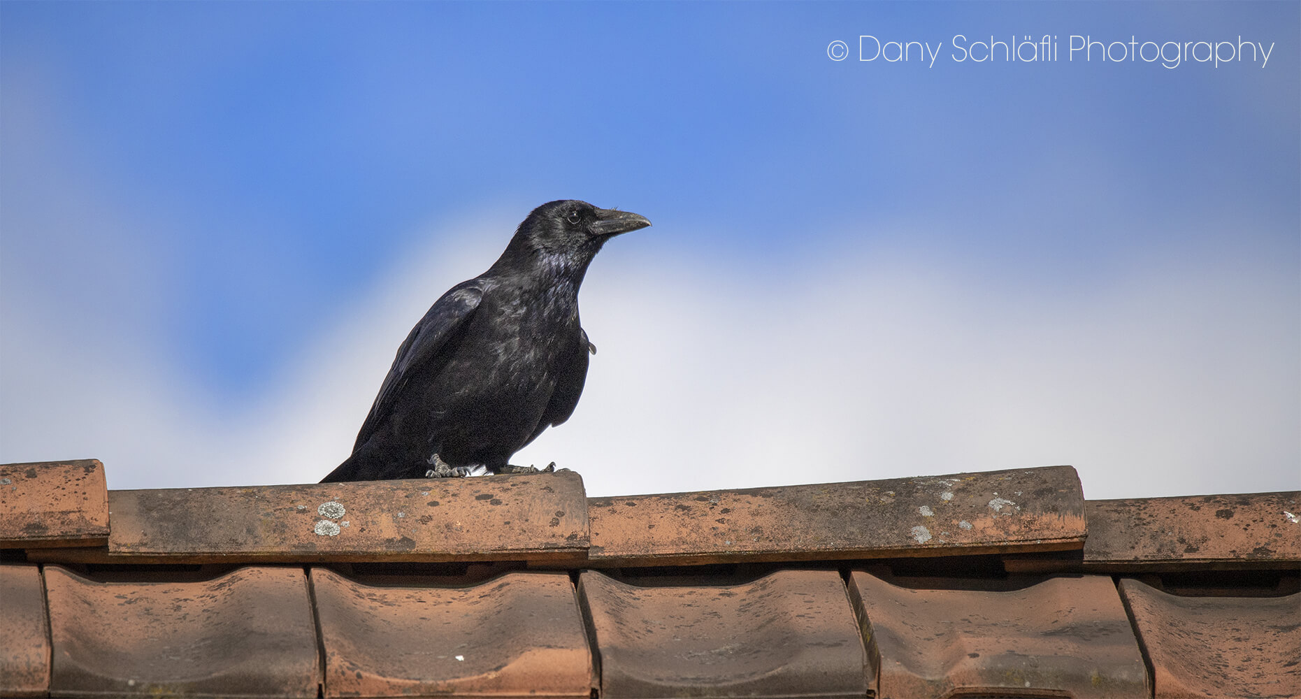 einheimischer Vogel