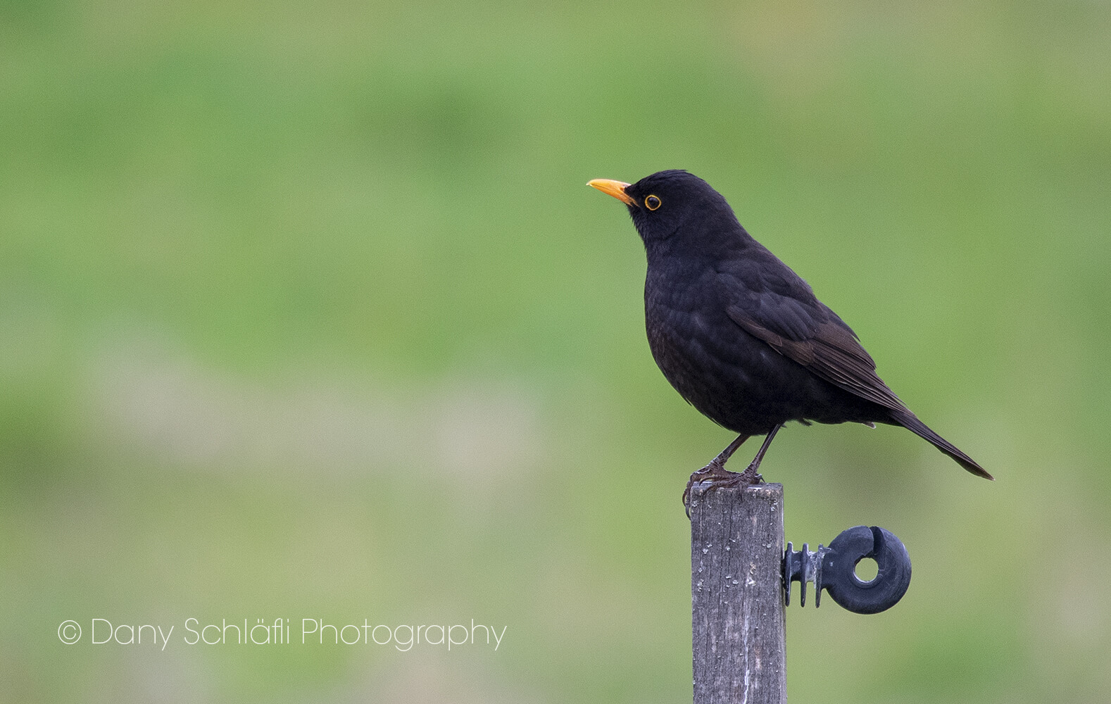 einheimischer Vogel