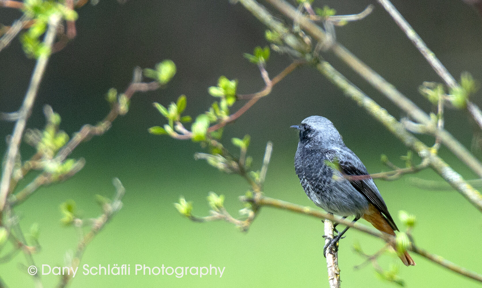 einheimischer Vogel