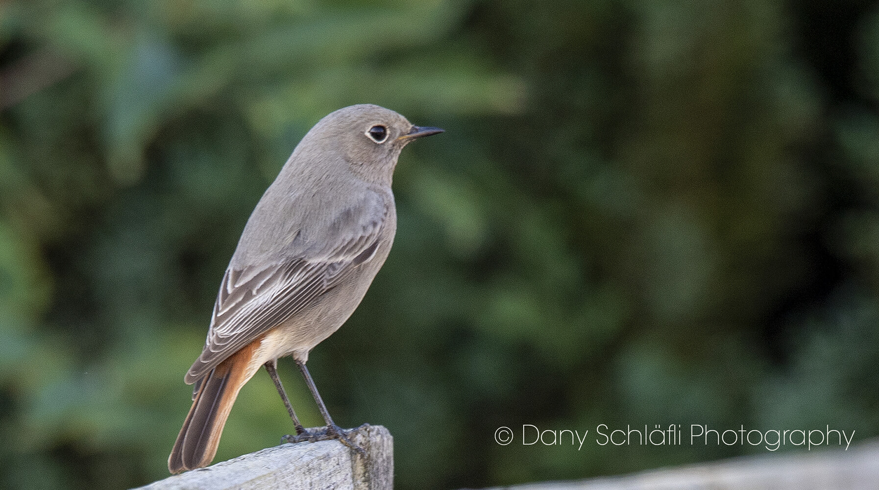 einheimischer Vogel