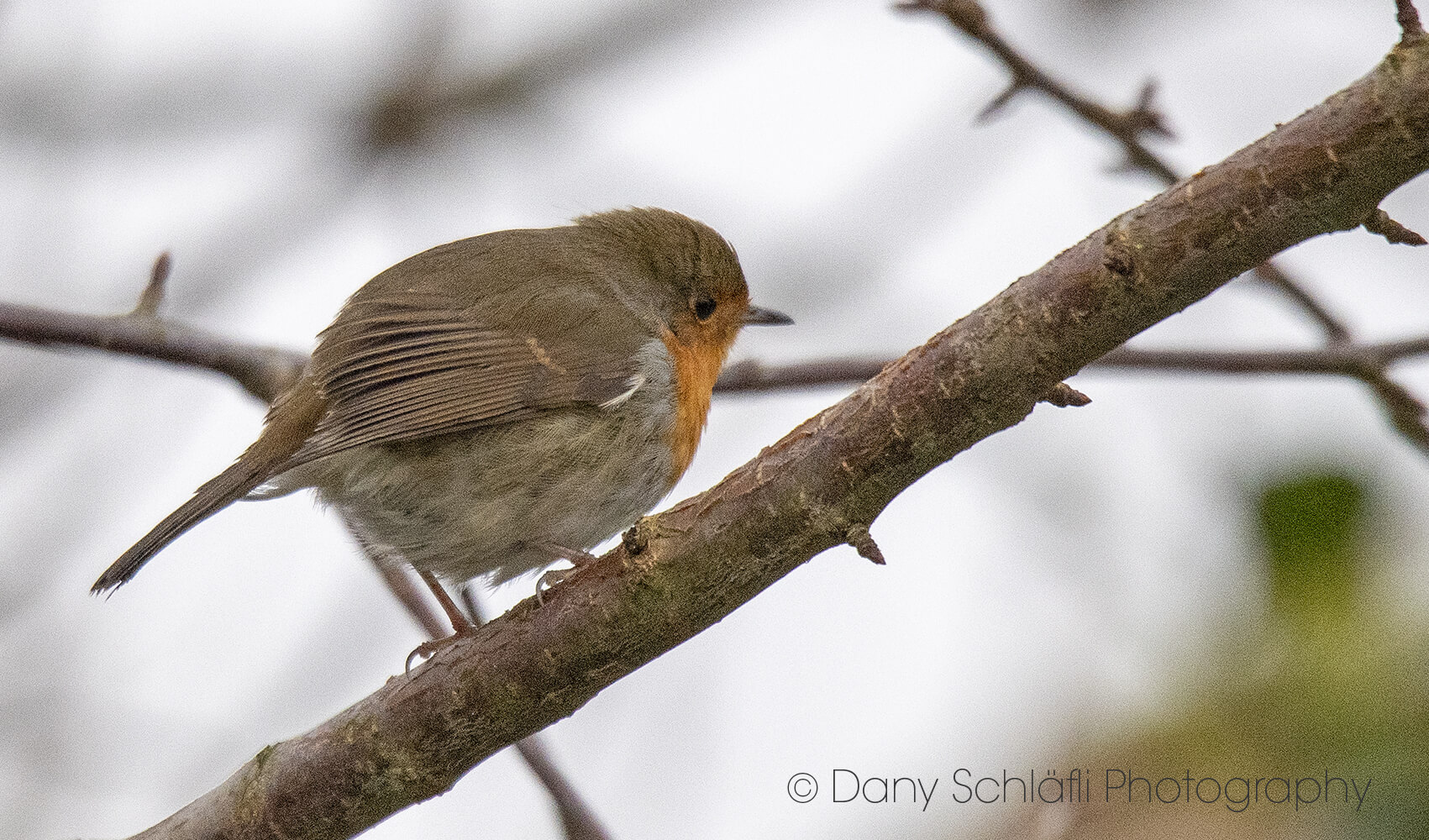 einheimischer Vogel