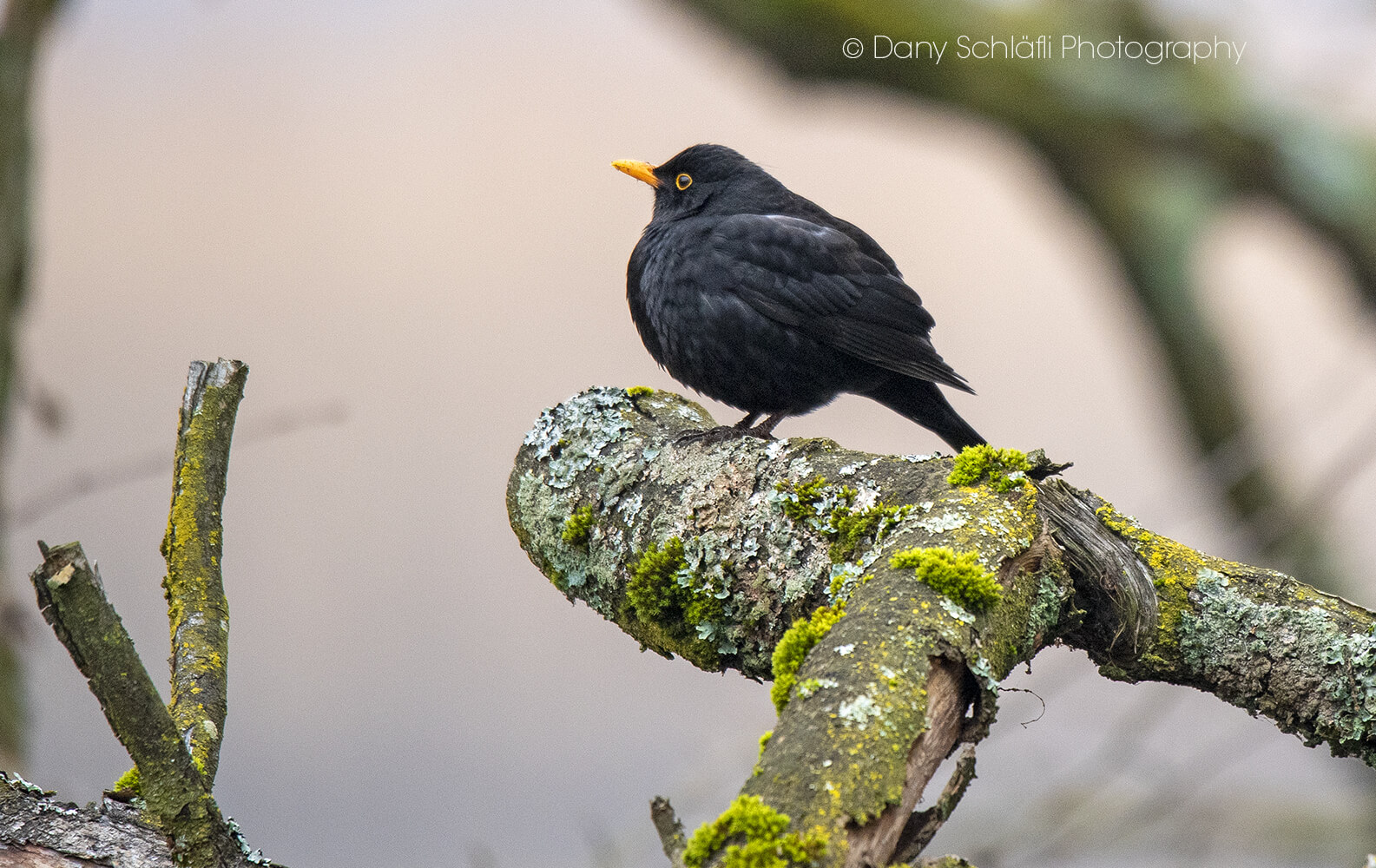 einheimischer Vogel