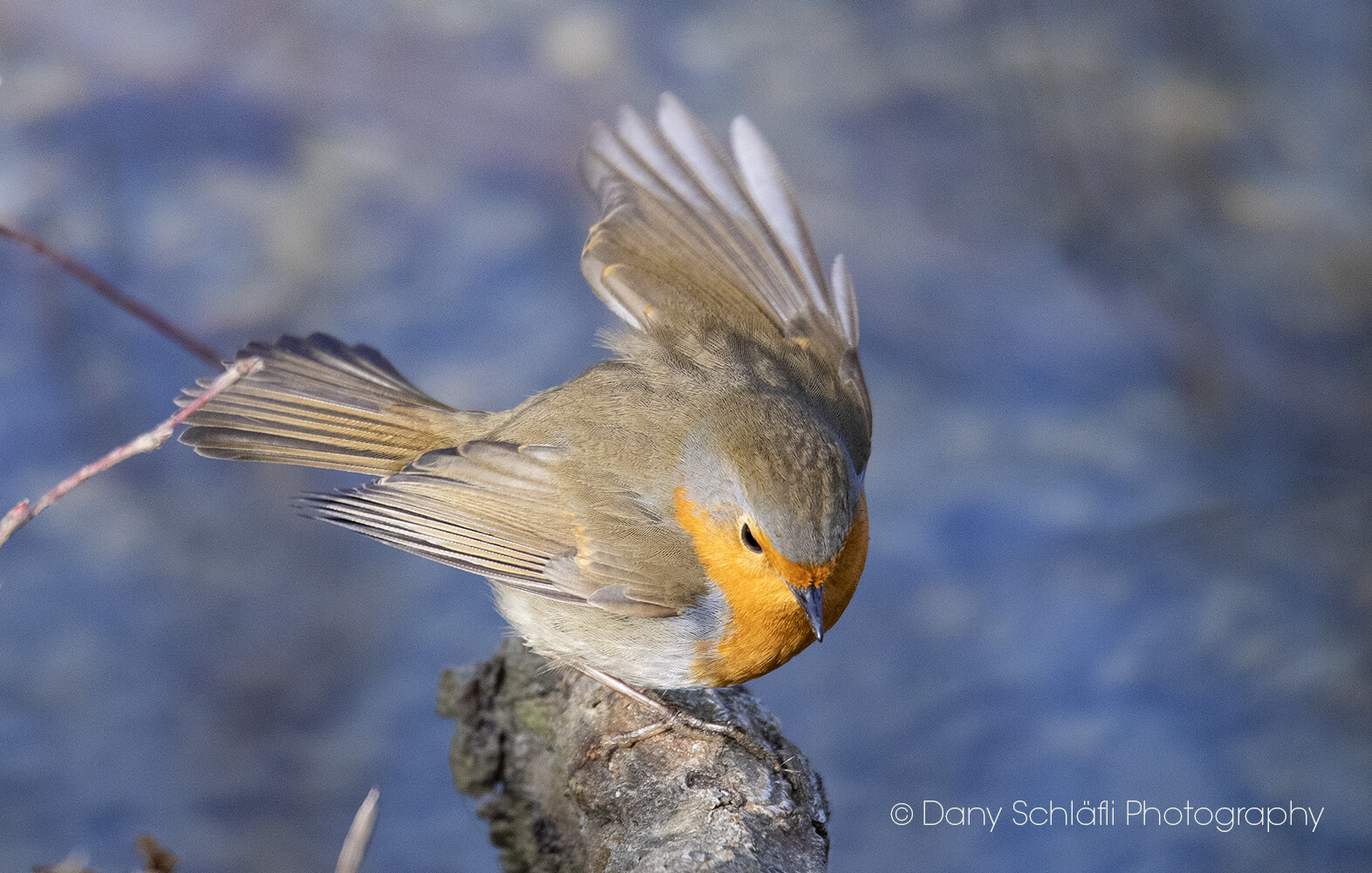 einheimischer Vogel