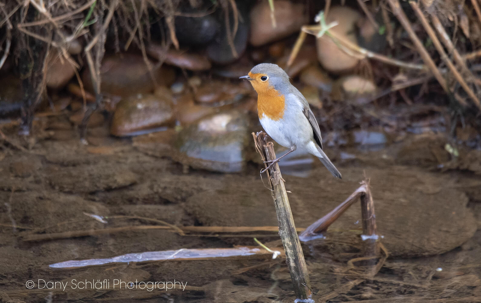 einheimischer Vogel