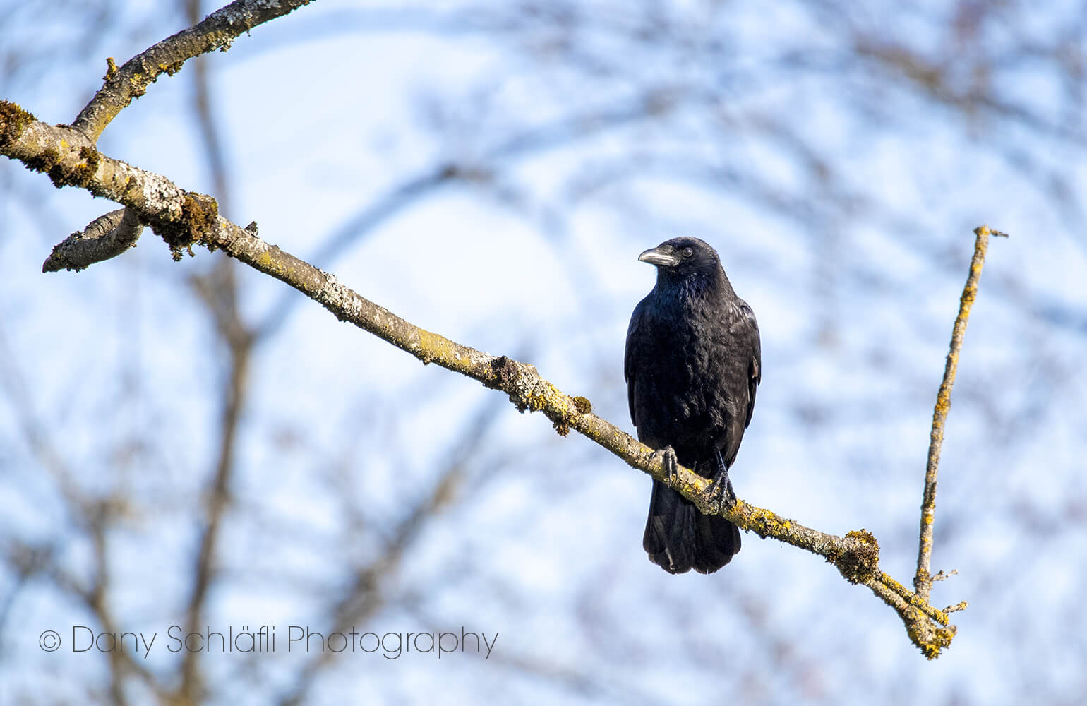 einheimischer Vogel