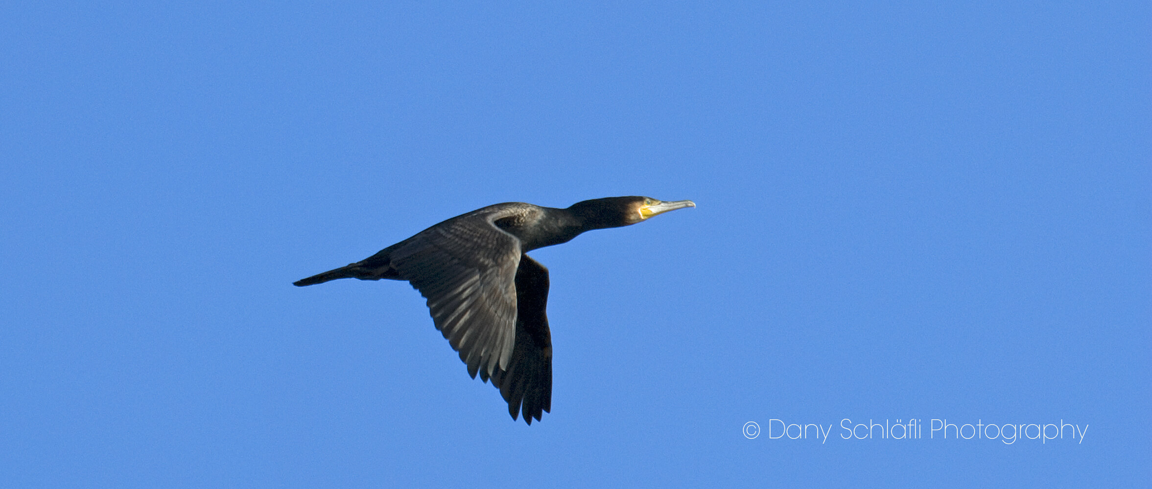 einheimischer Vogel