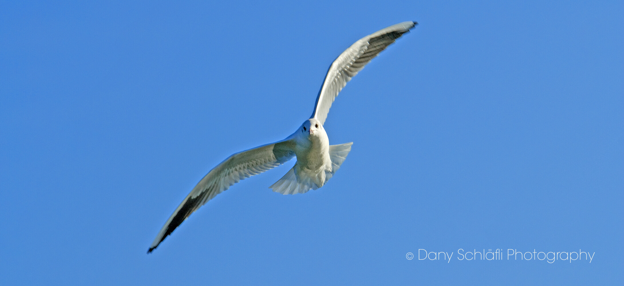 einheimischer Vogel