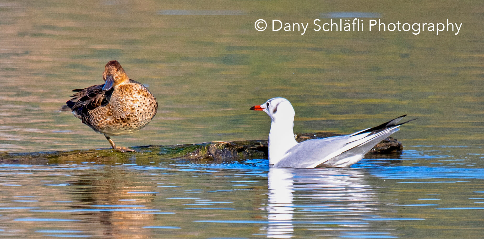 auf dem Wasser