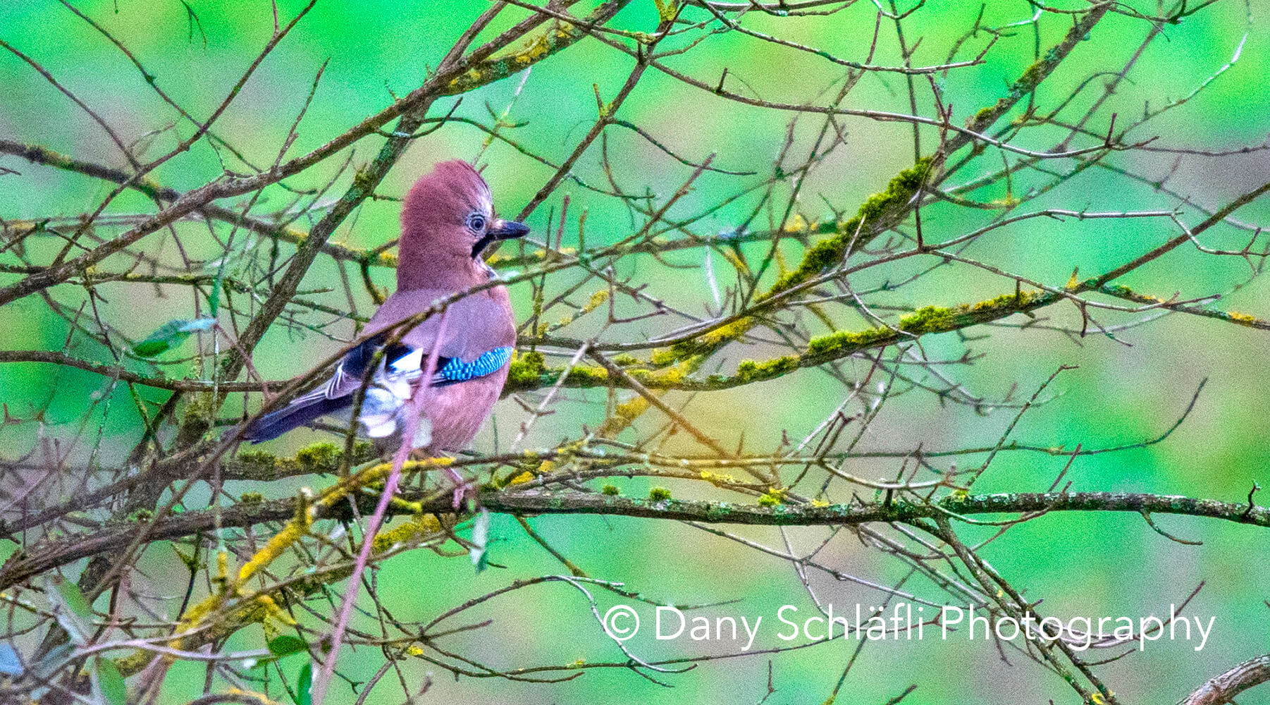 einheimischer Vogel