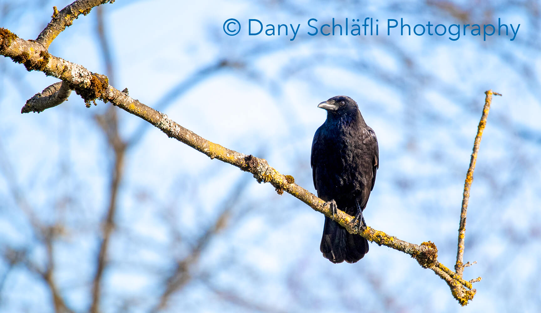 einheimischer Vogel