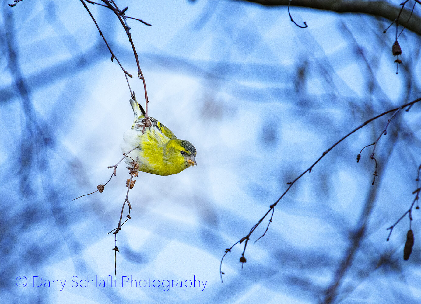 einheimischer Vogel