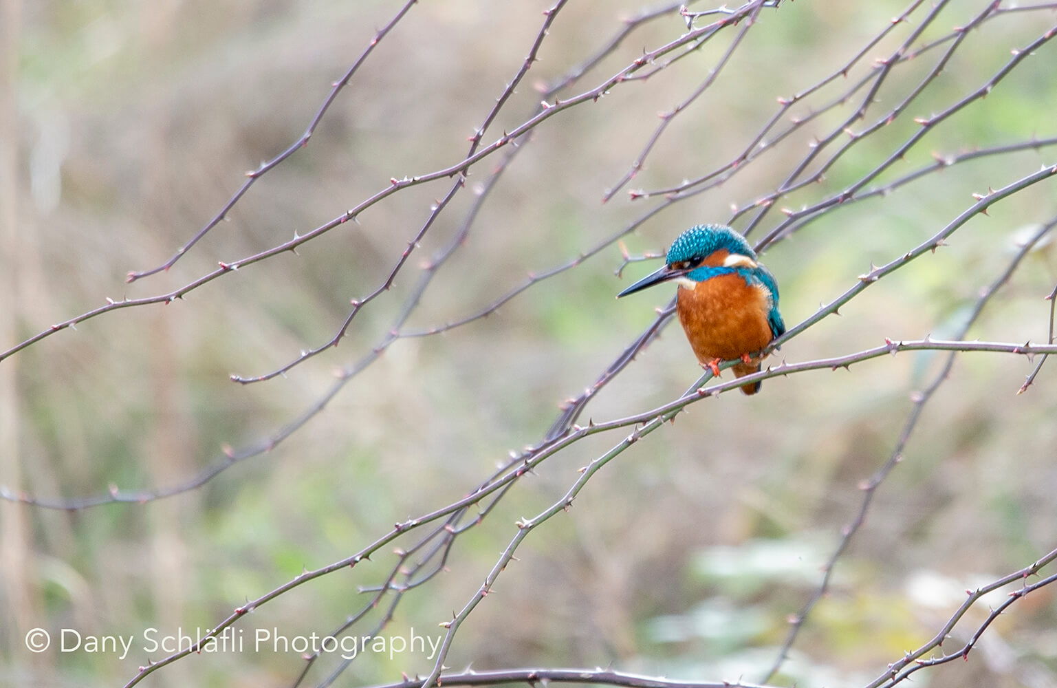 Eisvogel