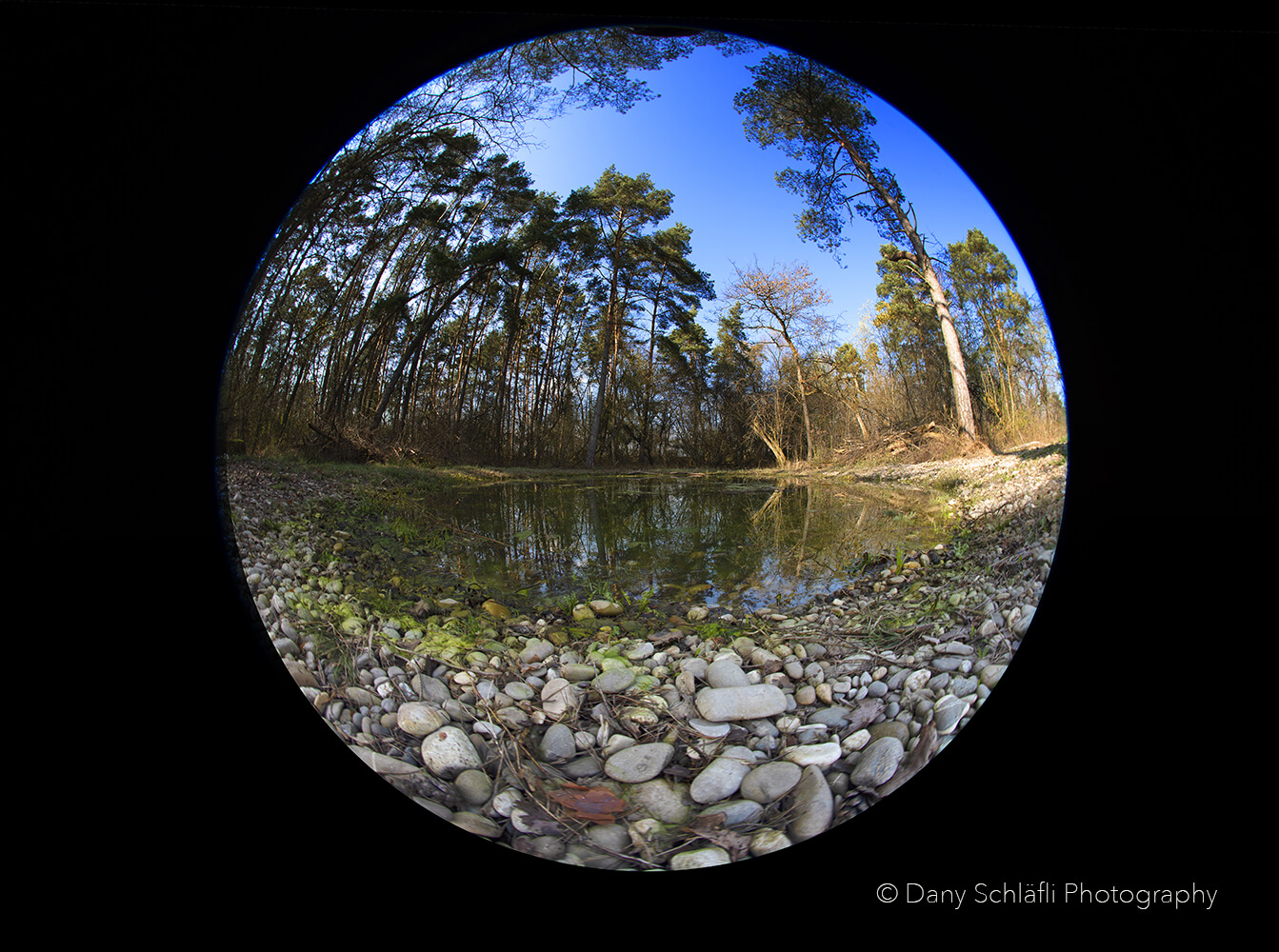 Aus der Sicht des Froschs