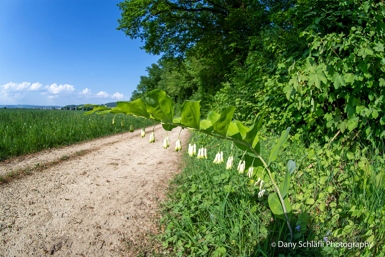 Natur