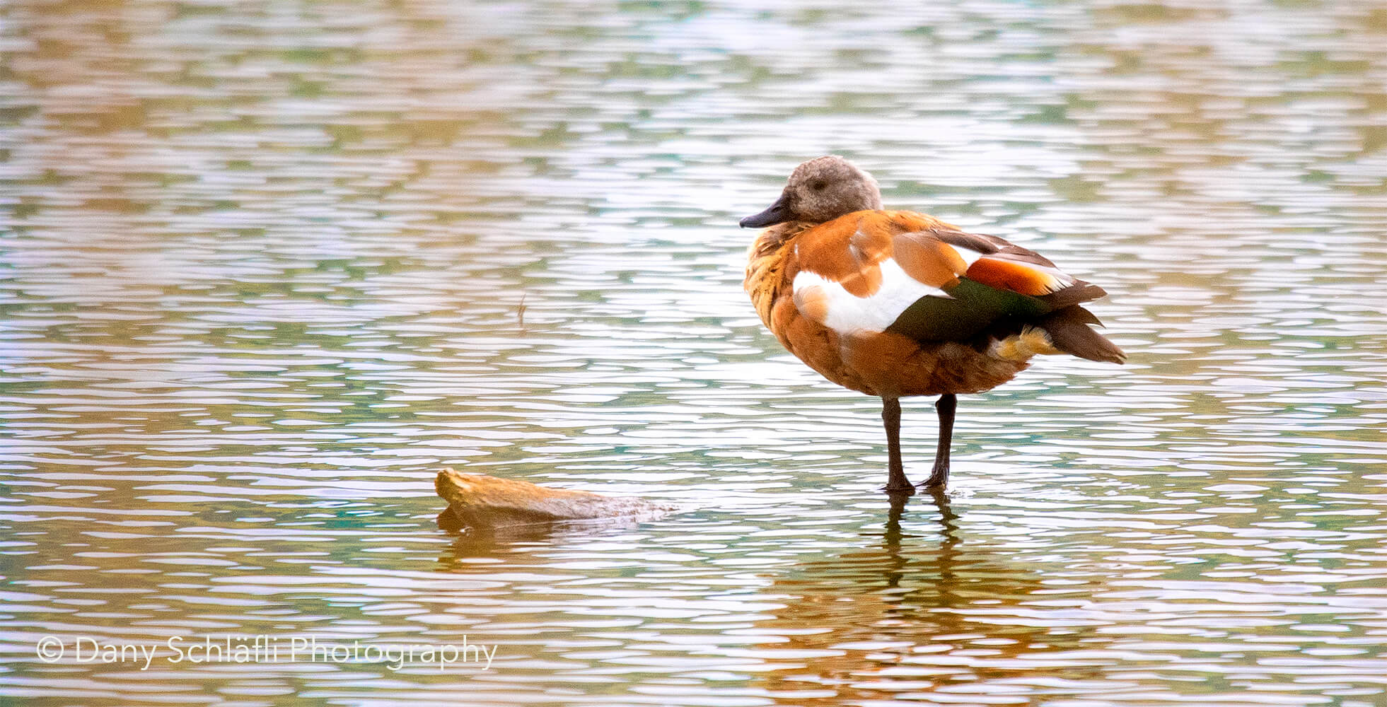 auf dem Wasser