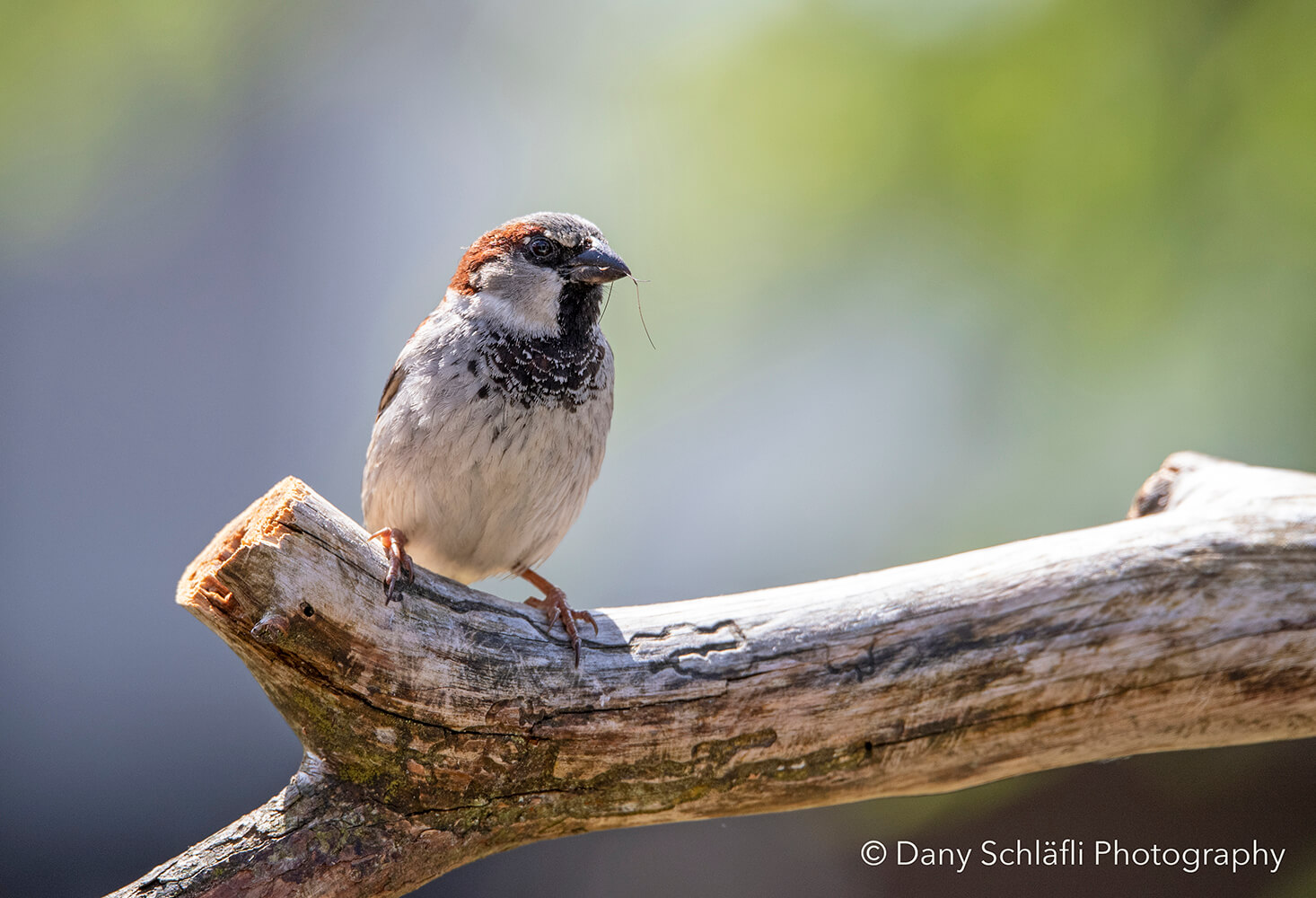 einheimischer Vogel