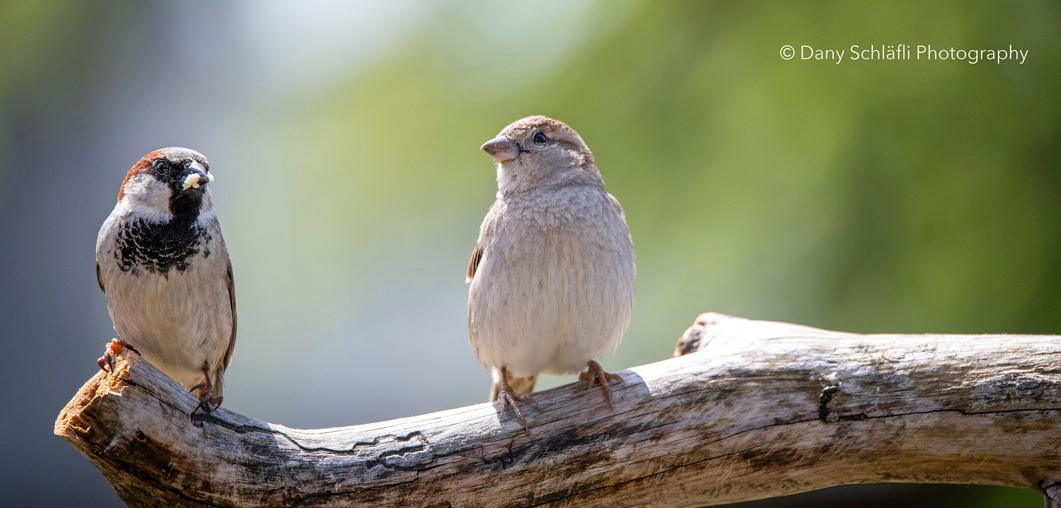 einheimischer Vogel