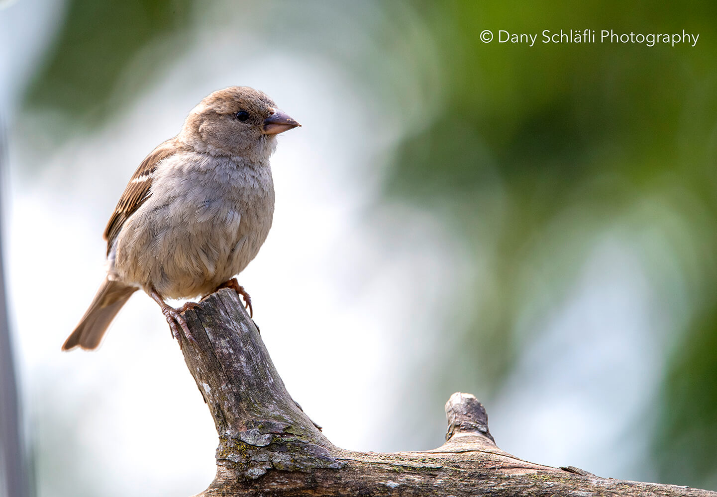 einheimischer Vogel