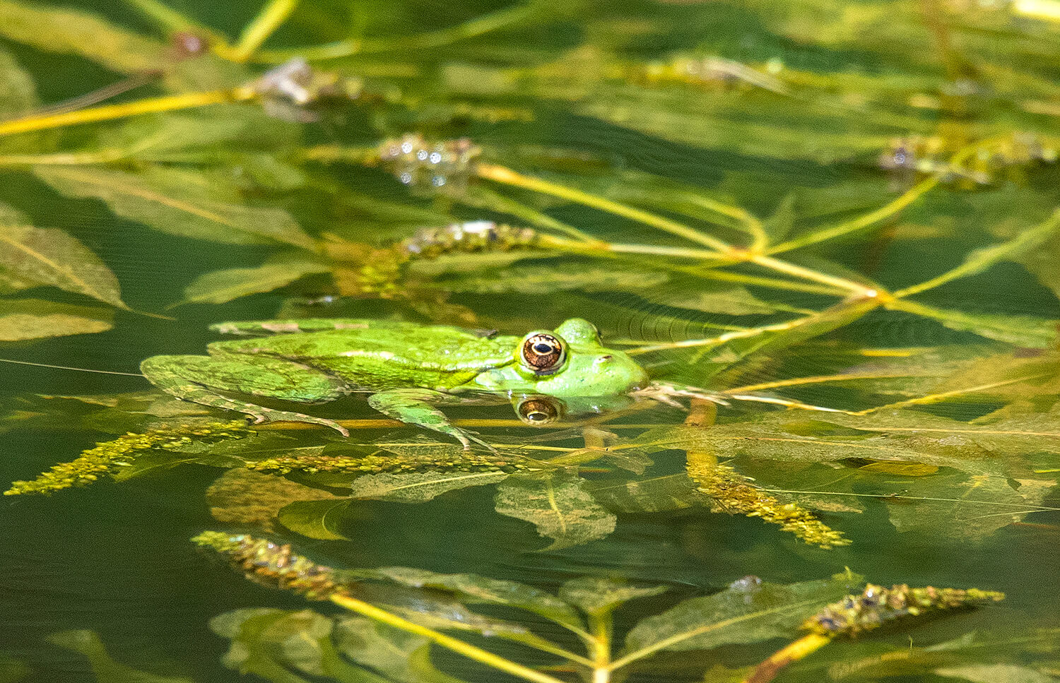 auf dem Wasser