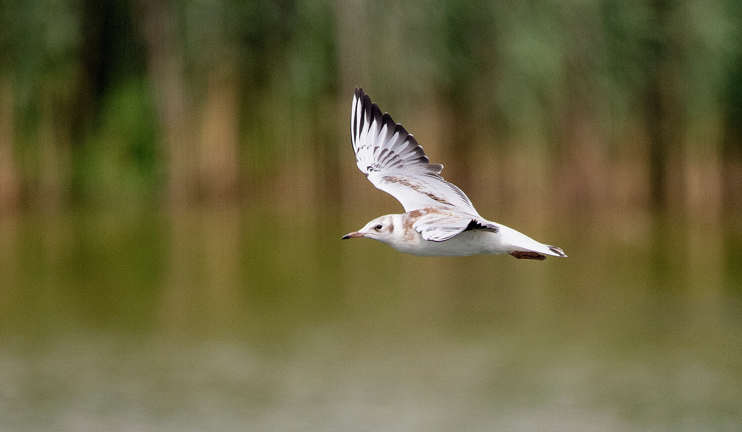 auf dem Wasser