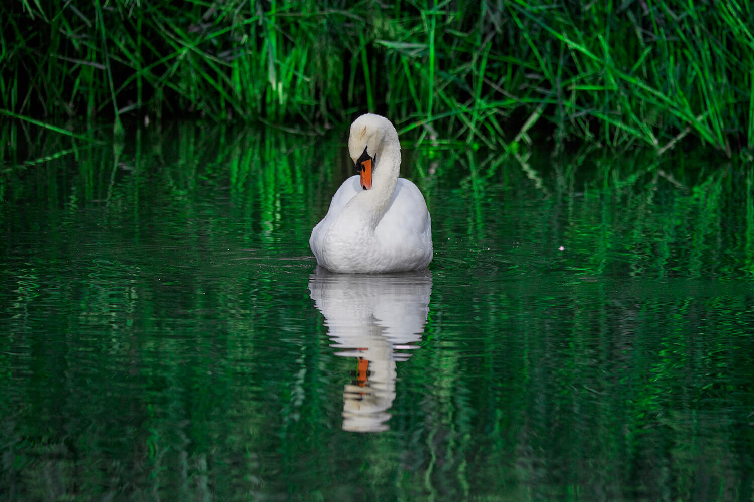 auf dem Wasser