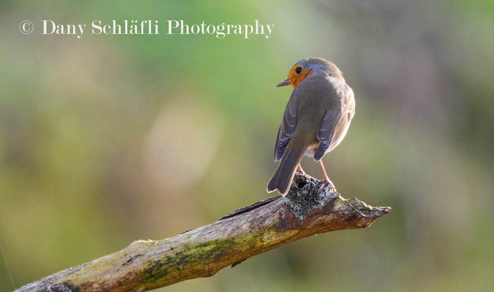 einheimischer Vogel