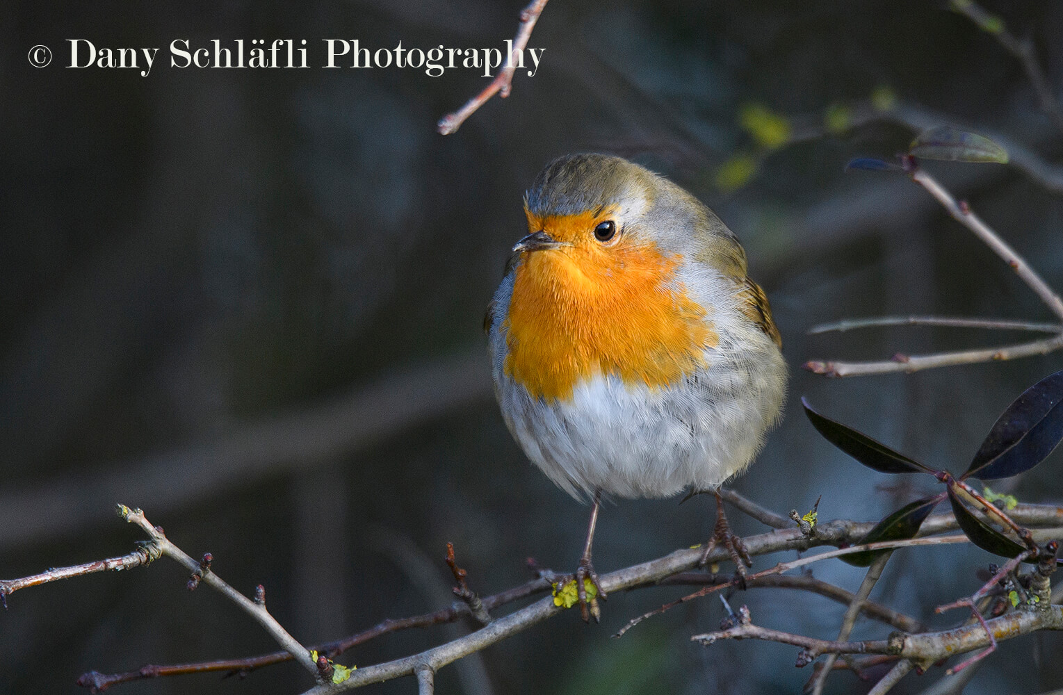 einheimischer Vogel