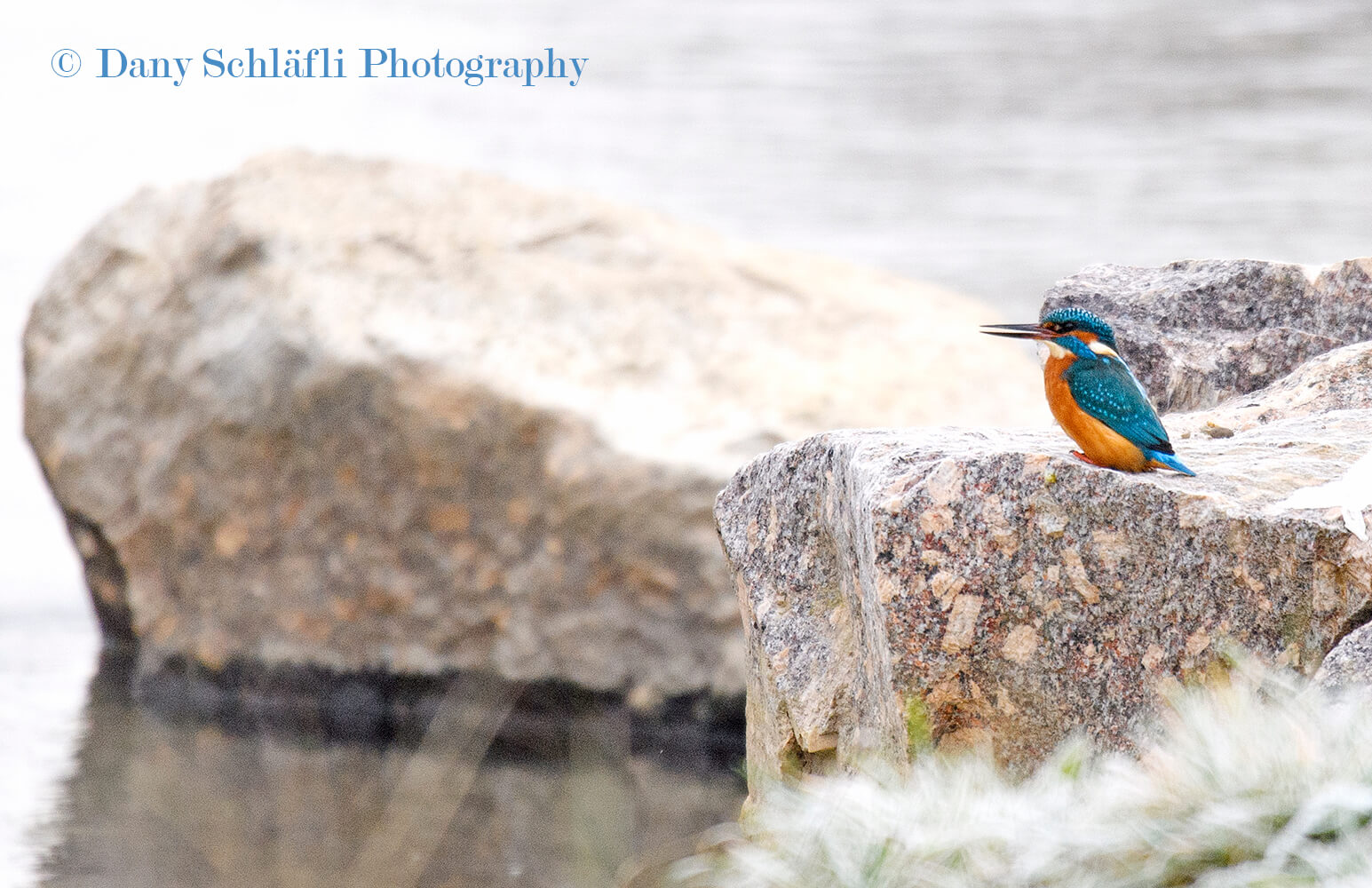 Eisvogel