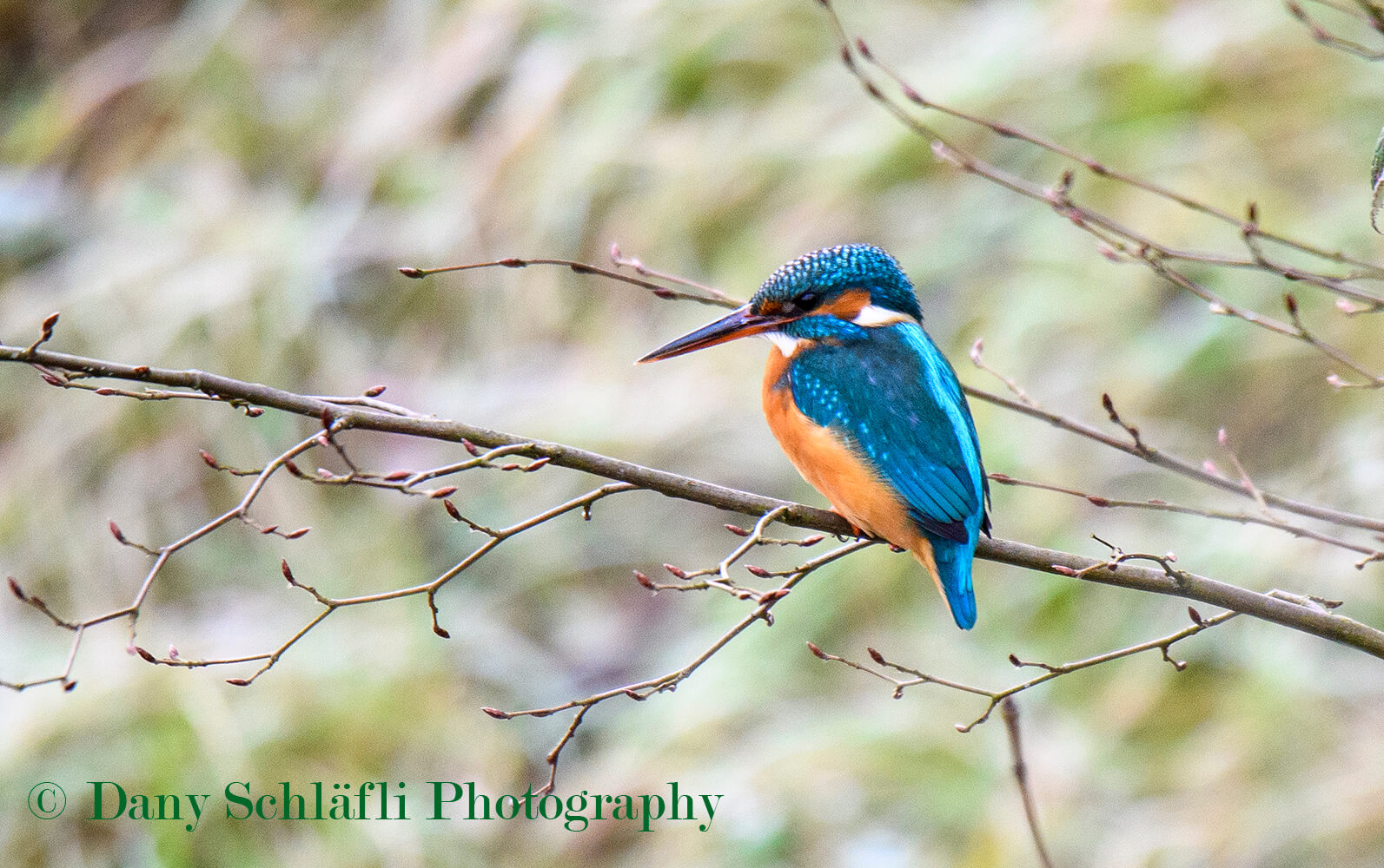 Eisvogel