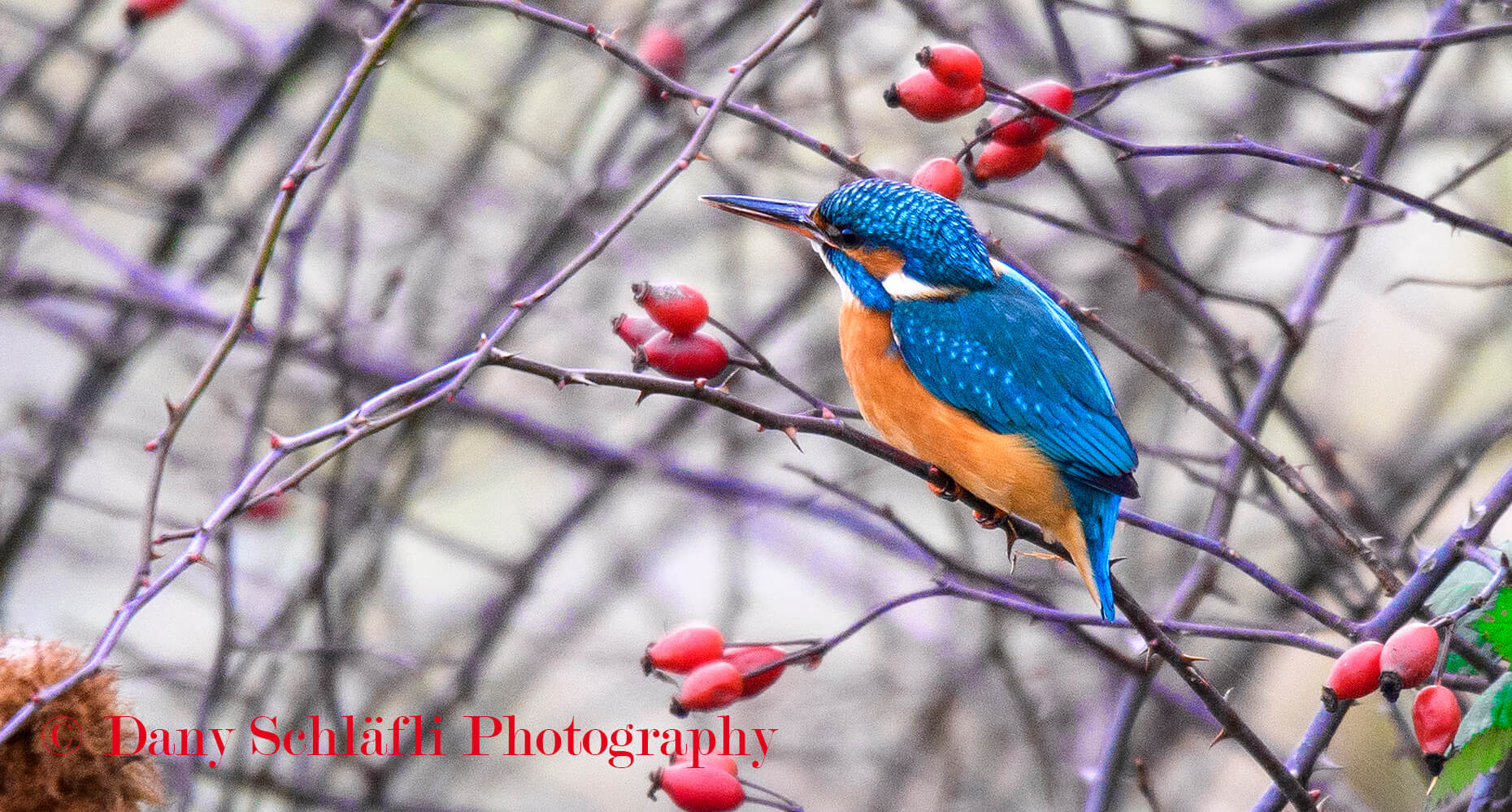 Eisvogel