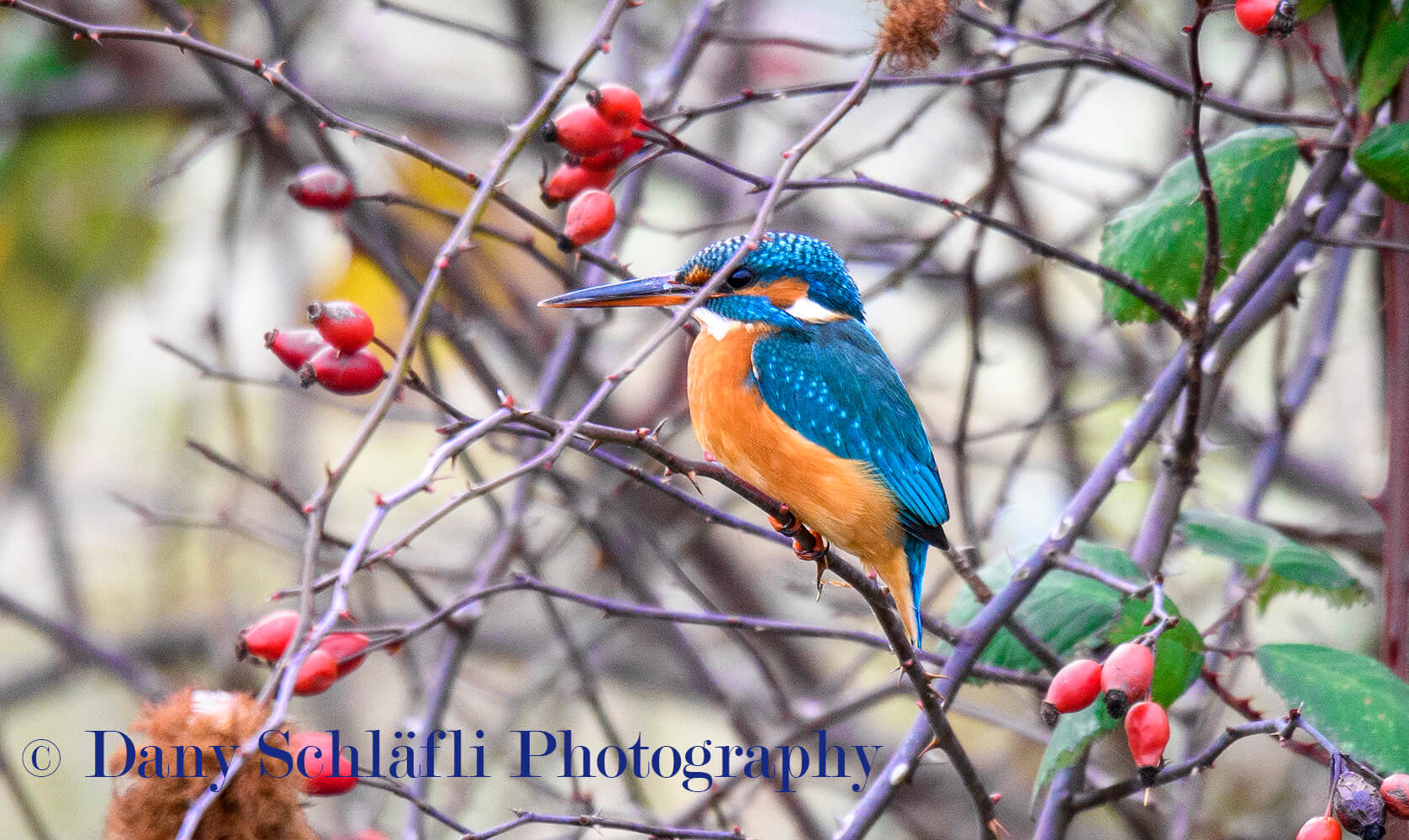 Eisvogel