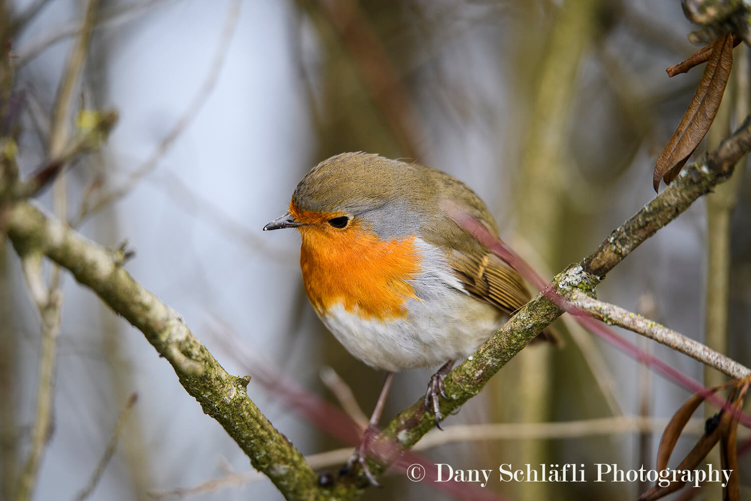 einheimischer Vogel