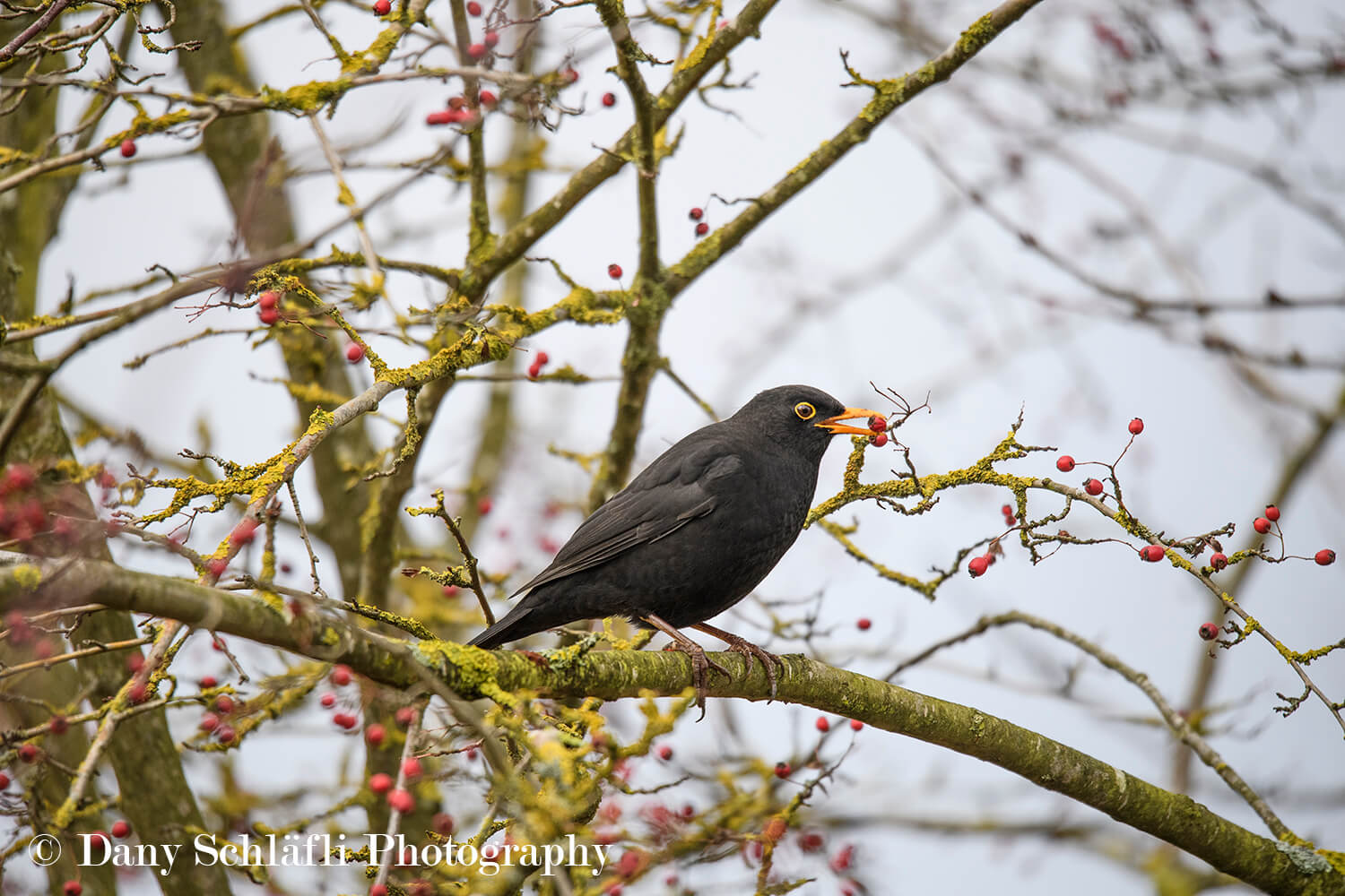 einheimischer Vogel