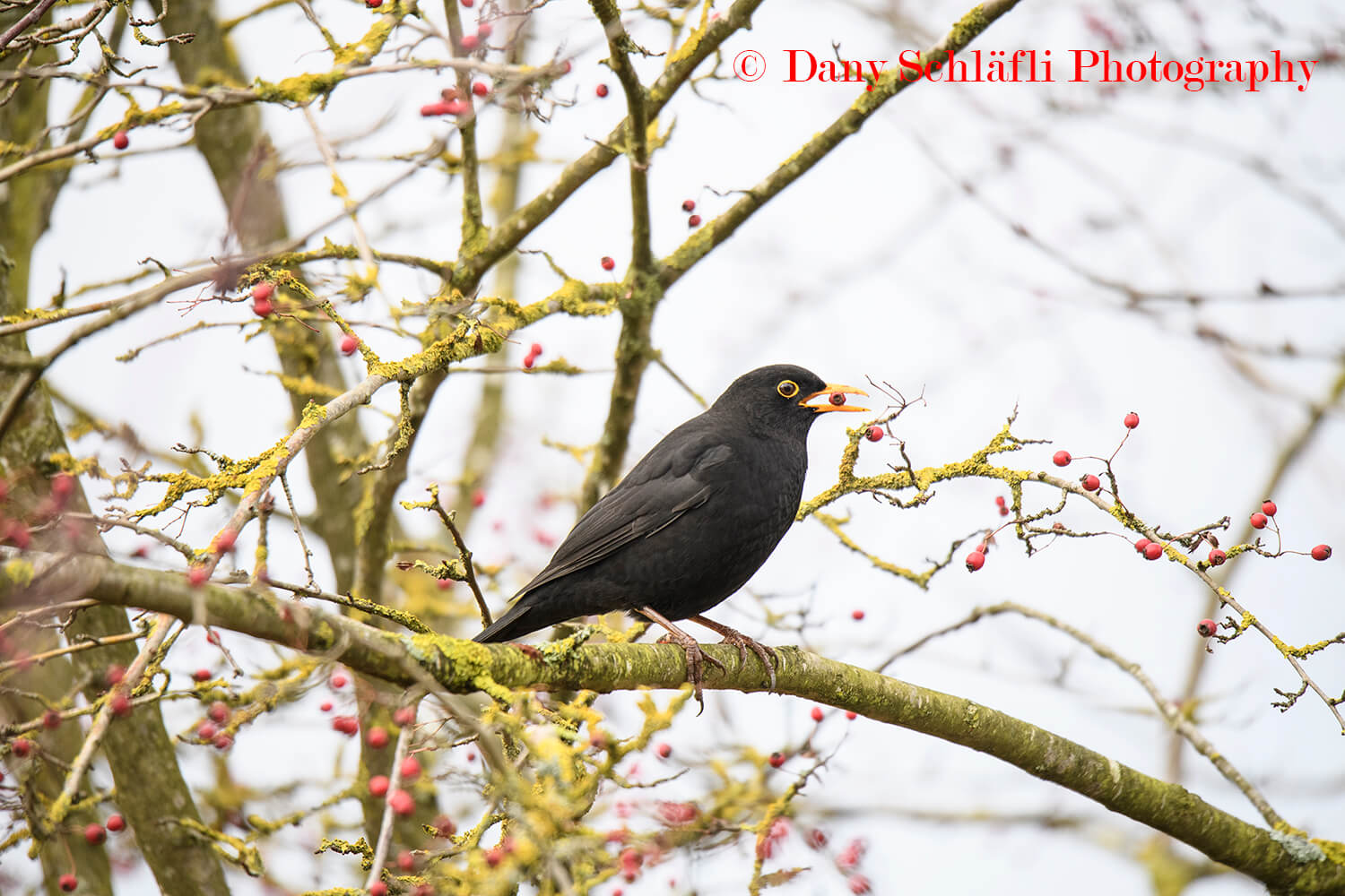 einheimischer Vogel