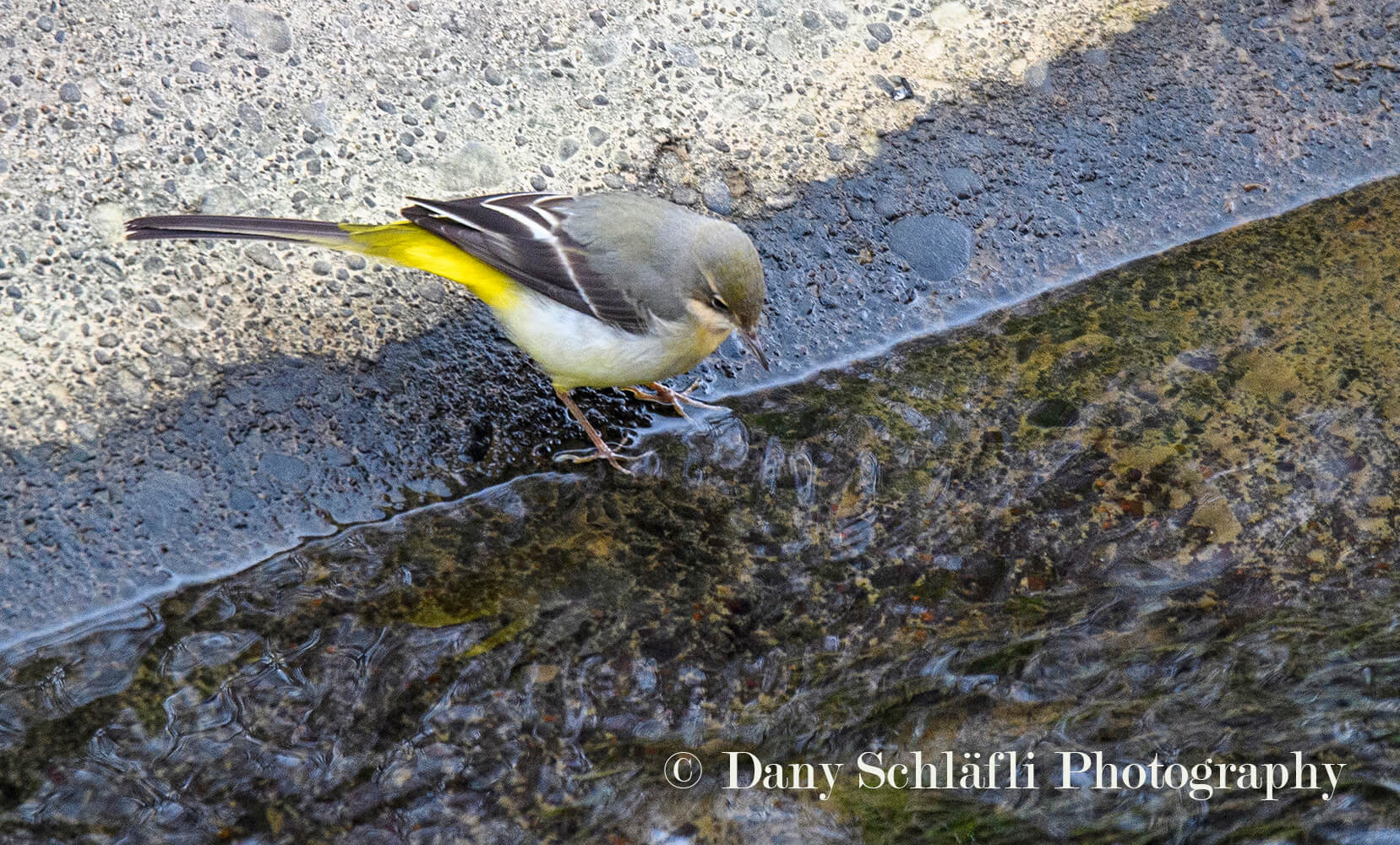 einheimischer Vogel