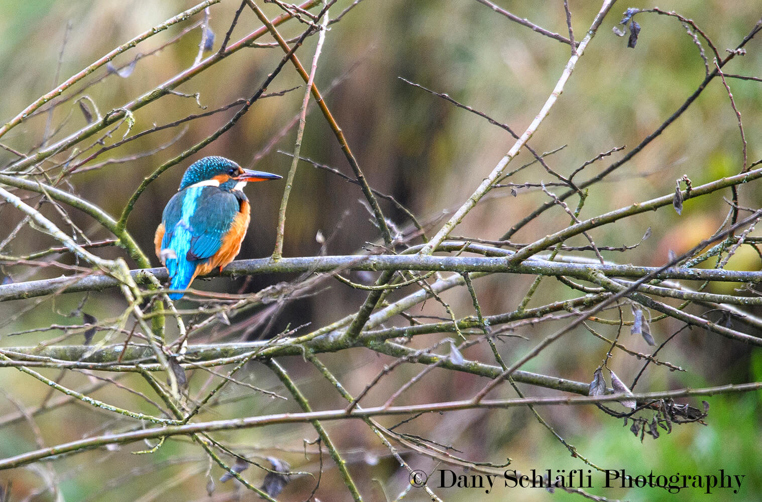 Eisvogel