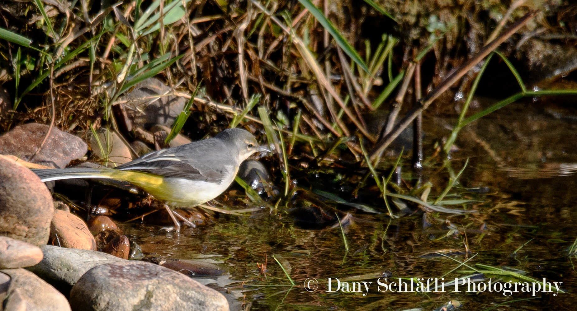 einheimischer Vogel