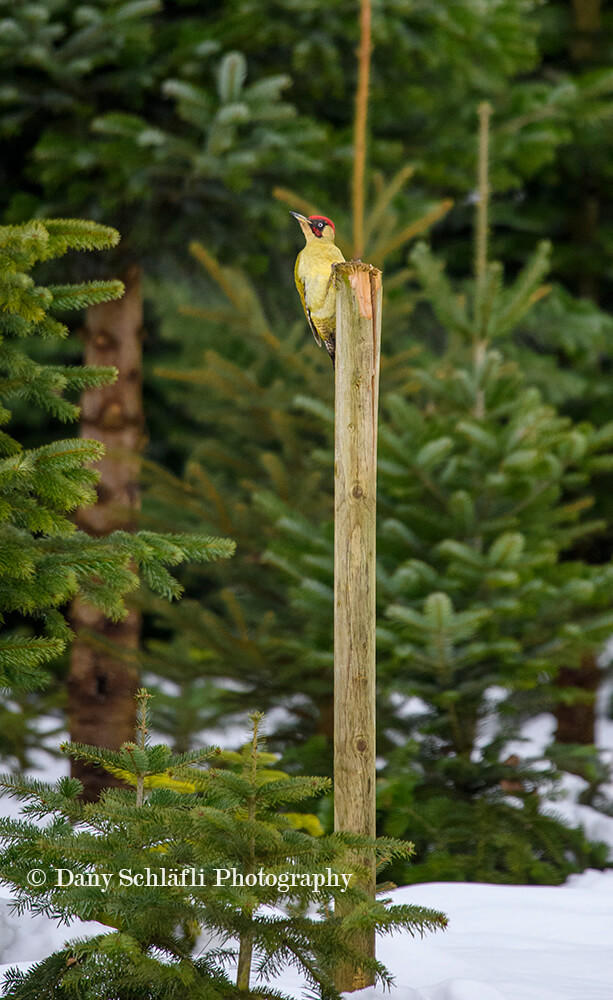 einheimischer Vogel