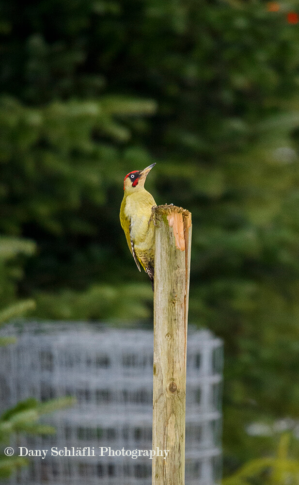 einheimischer Vogel